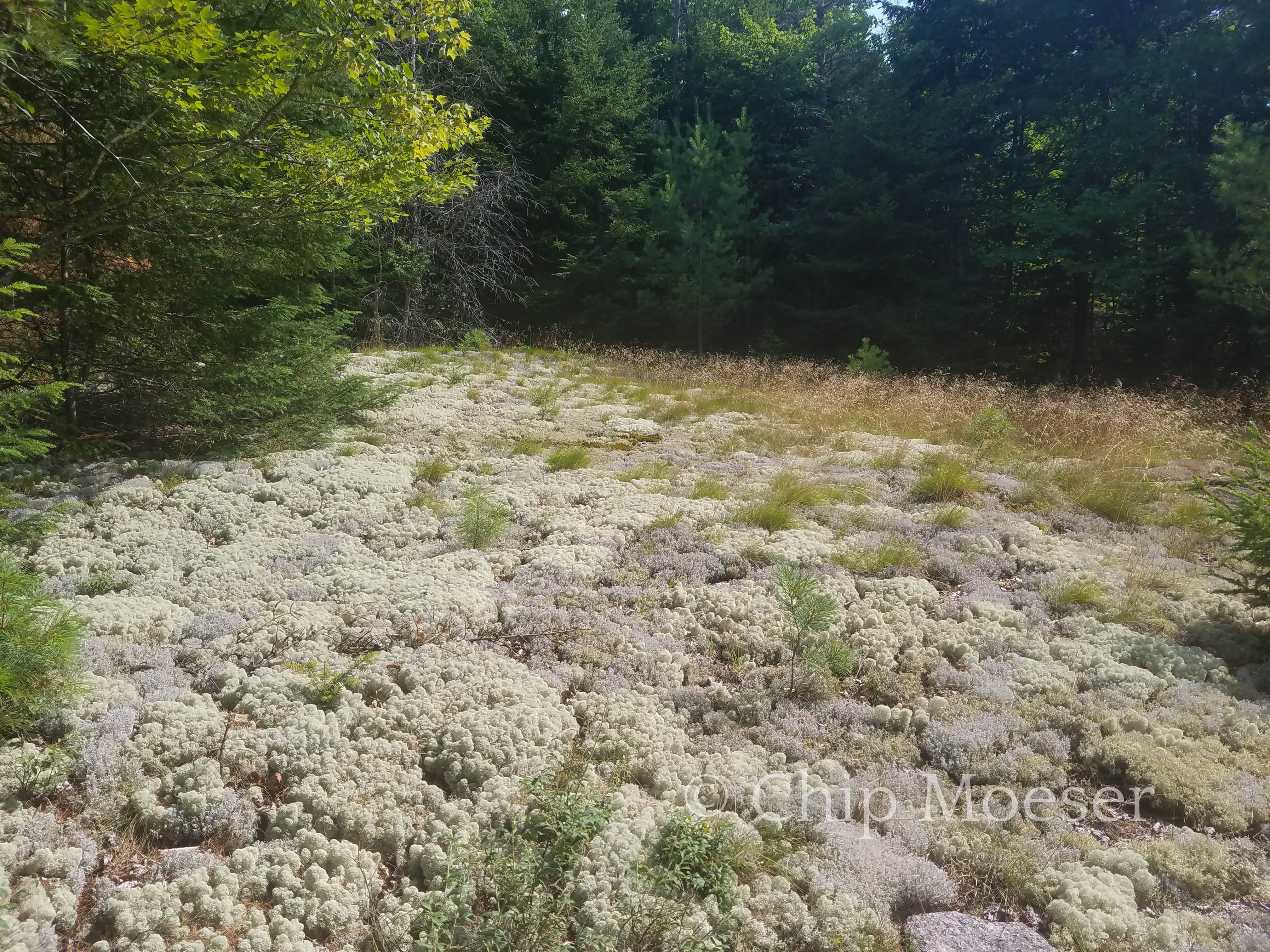 Some very interesting mosses on the way up Catamount