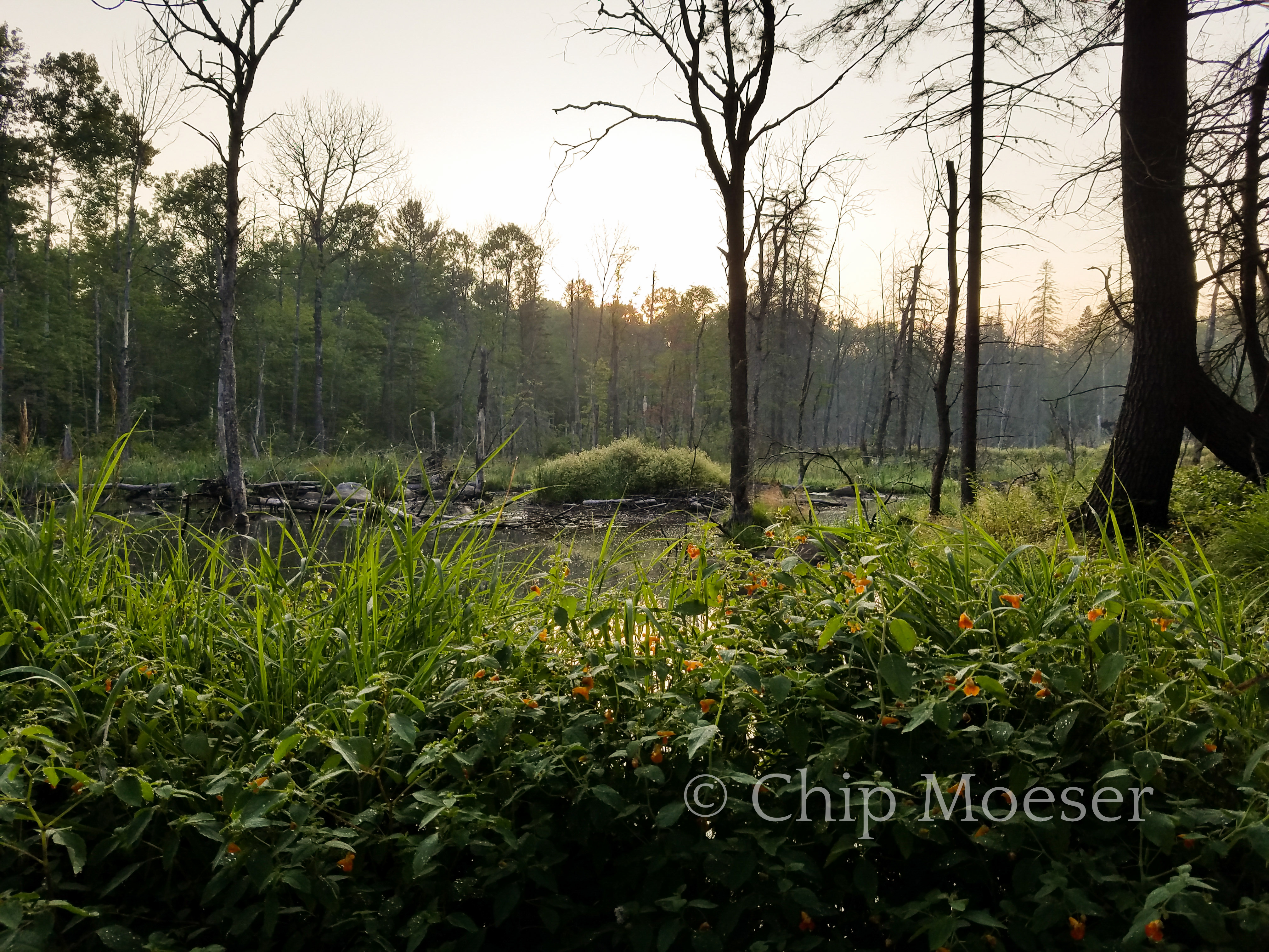 Northville Placid Trail