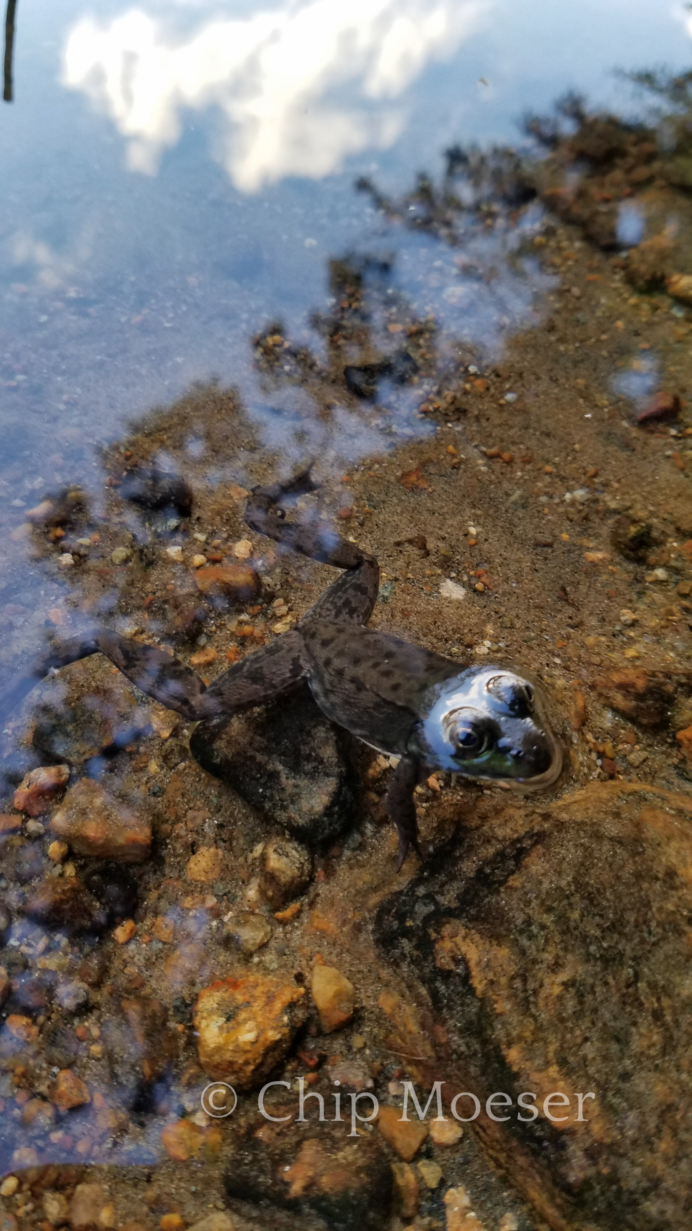 Toad in Spruce Lake