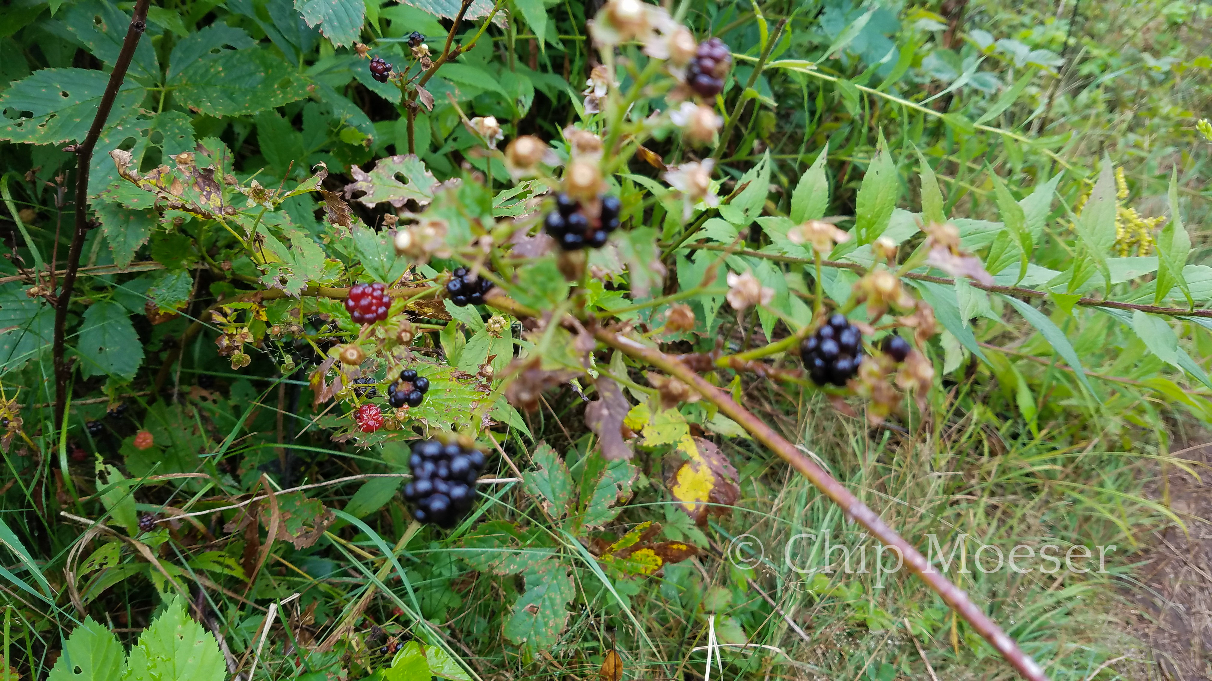 Berry bushes