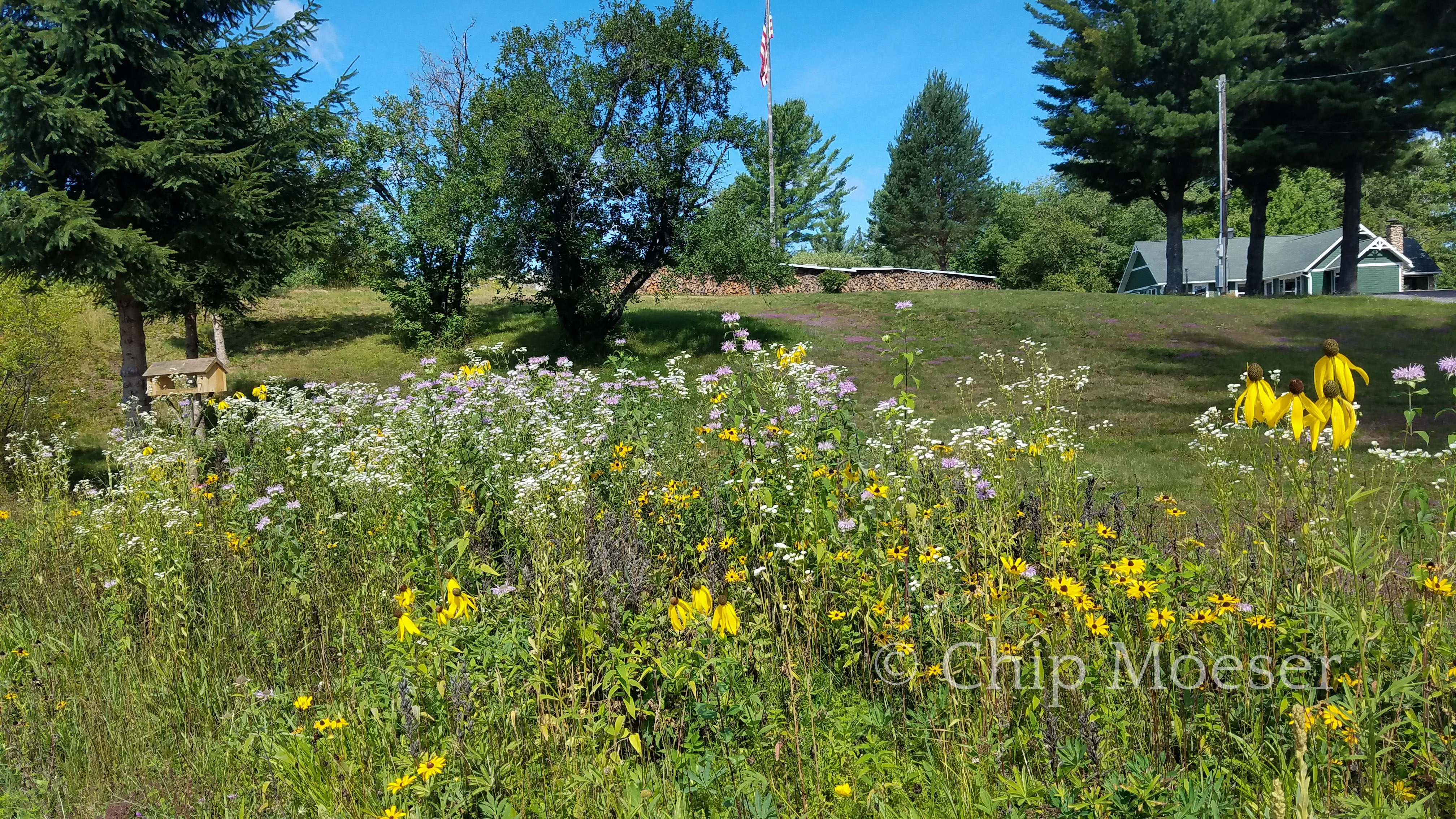 Wildflowers