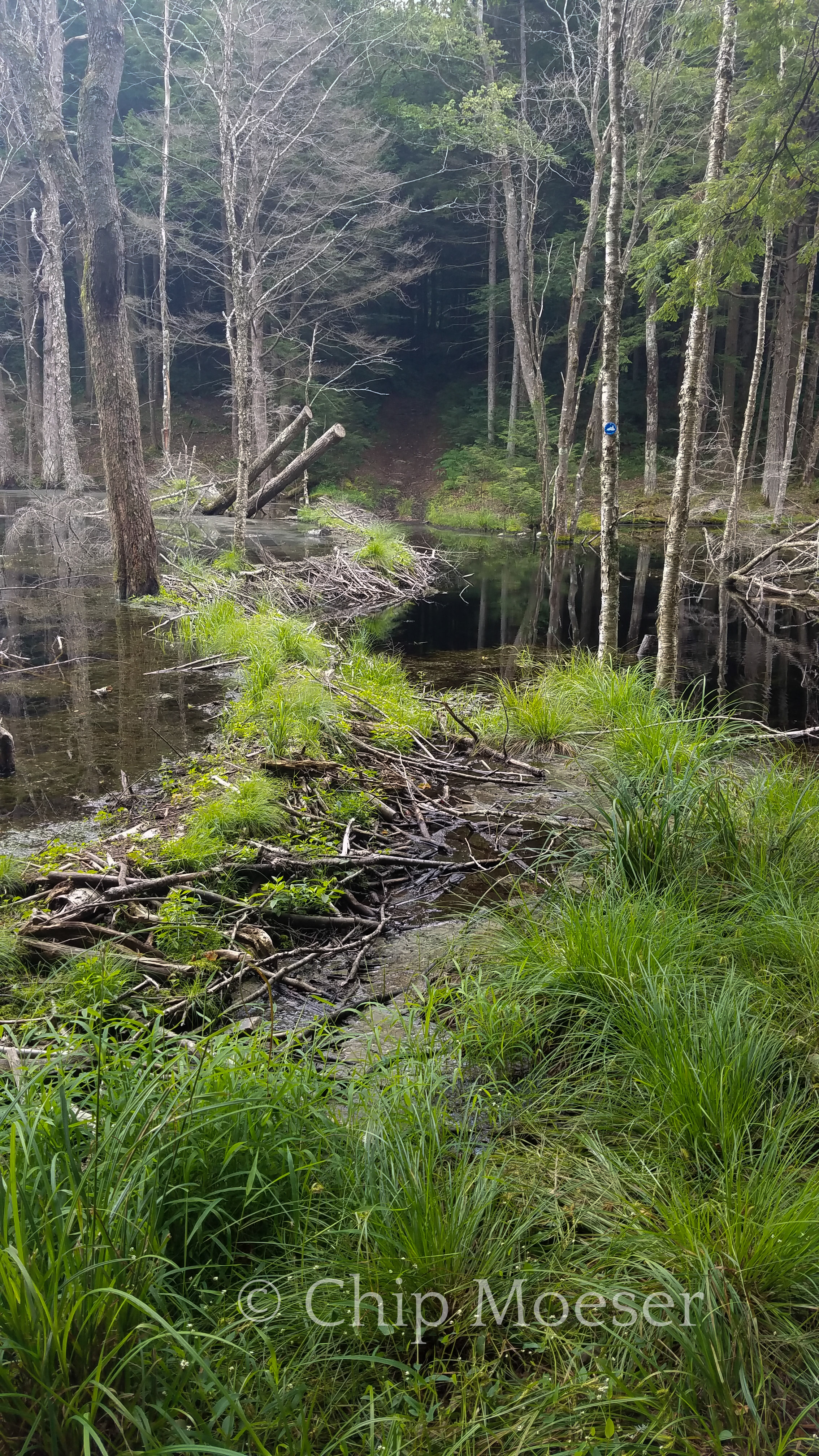 Beaver Dam