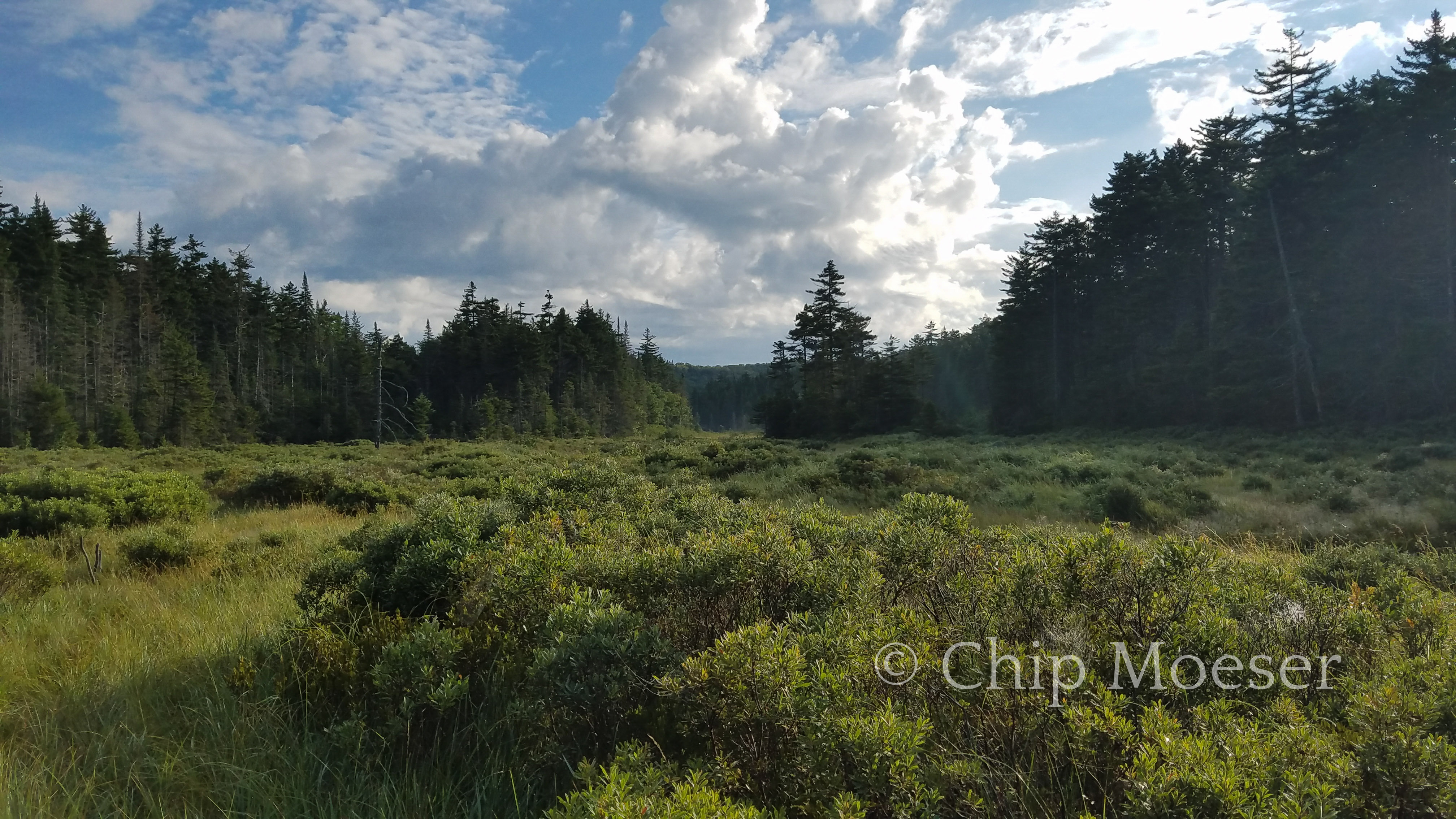 Beaver Meadow in the Whitney Area