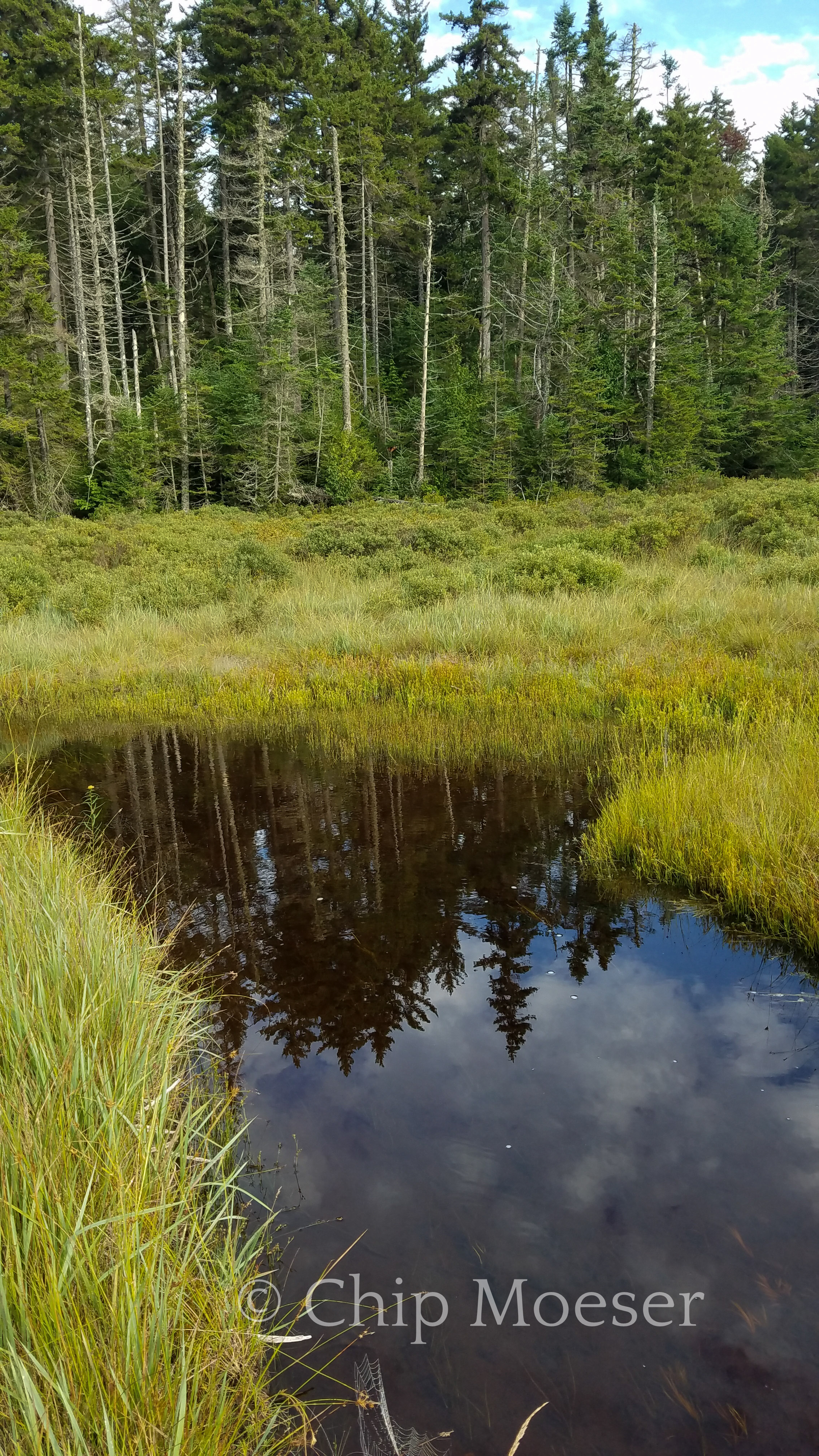 Whitney Creek crossing