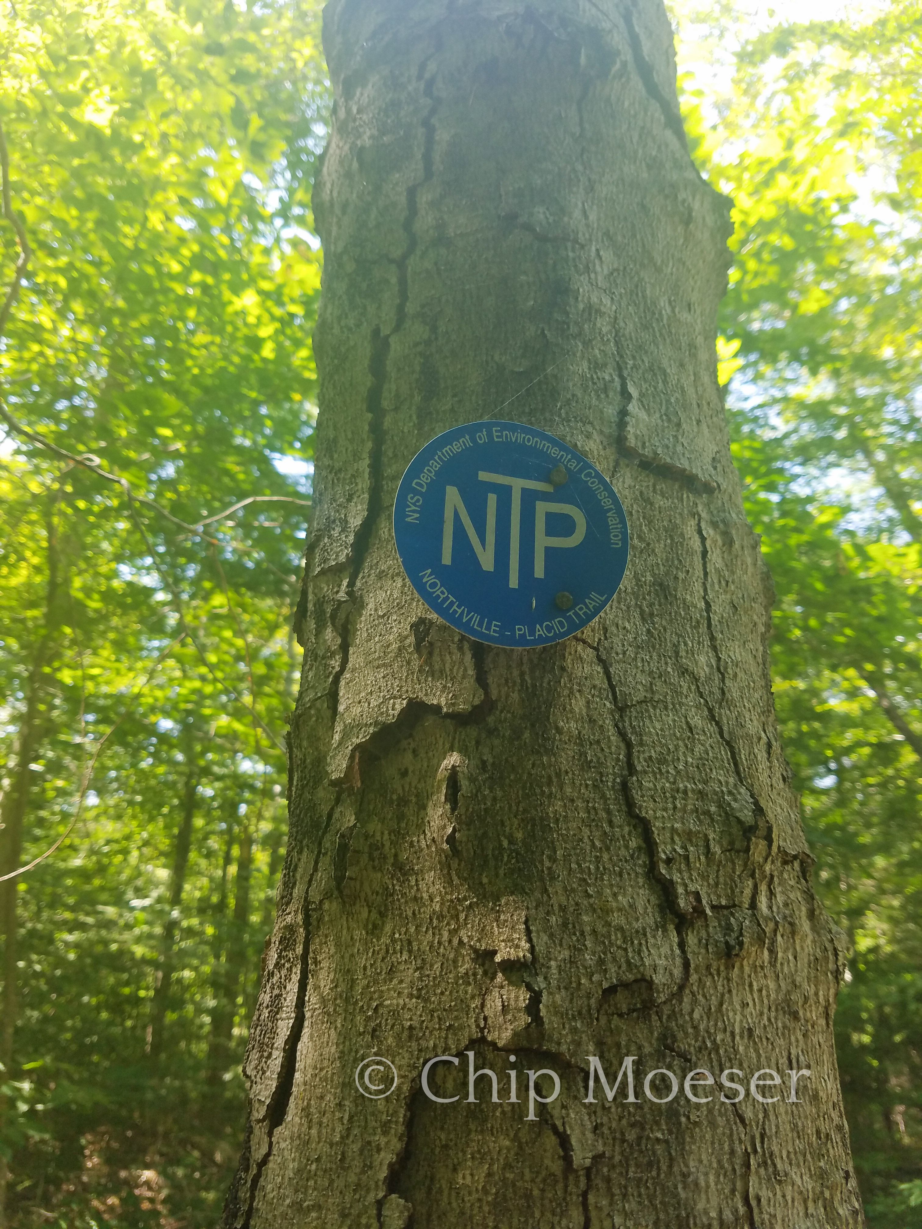Northville Placid Trail marker